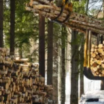Finistere Bois Elagueur A Landerneau