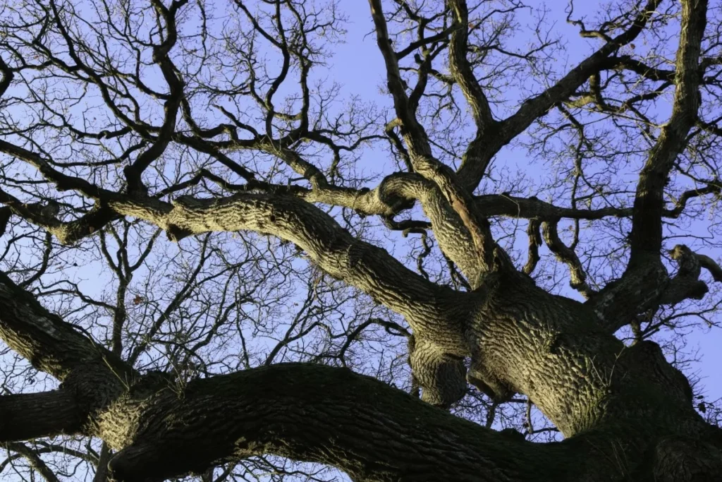Vital'Arbres élagage Betton