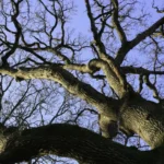 Vital'Arbres élagage Betton