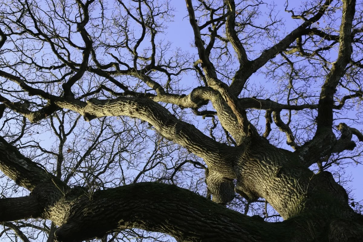 Vital'Arbres élagage Betton
